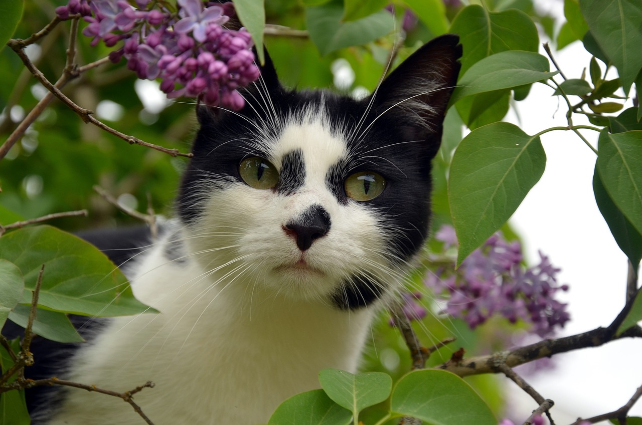 记账软件养猫需要什么,猫猫记账软件